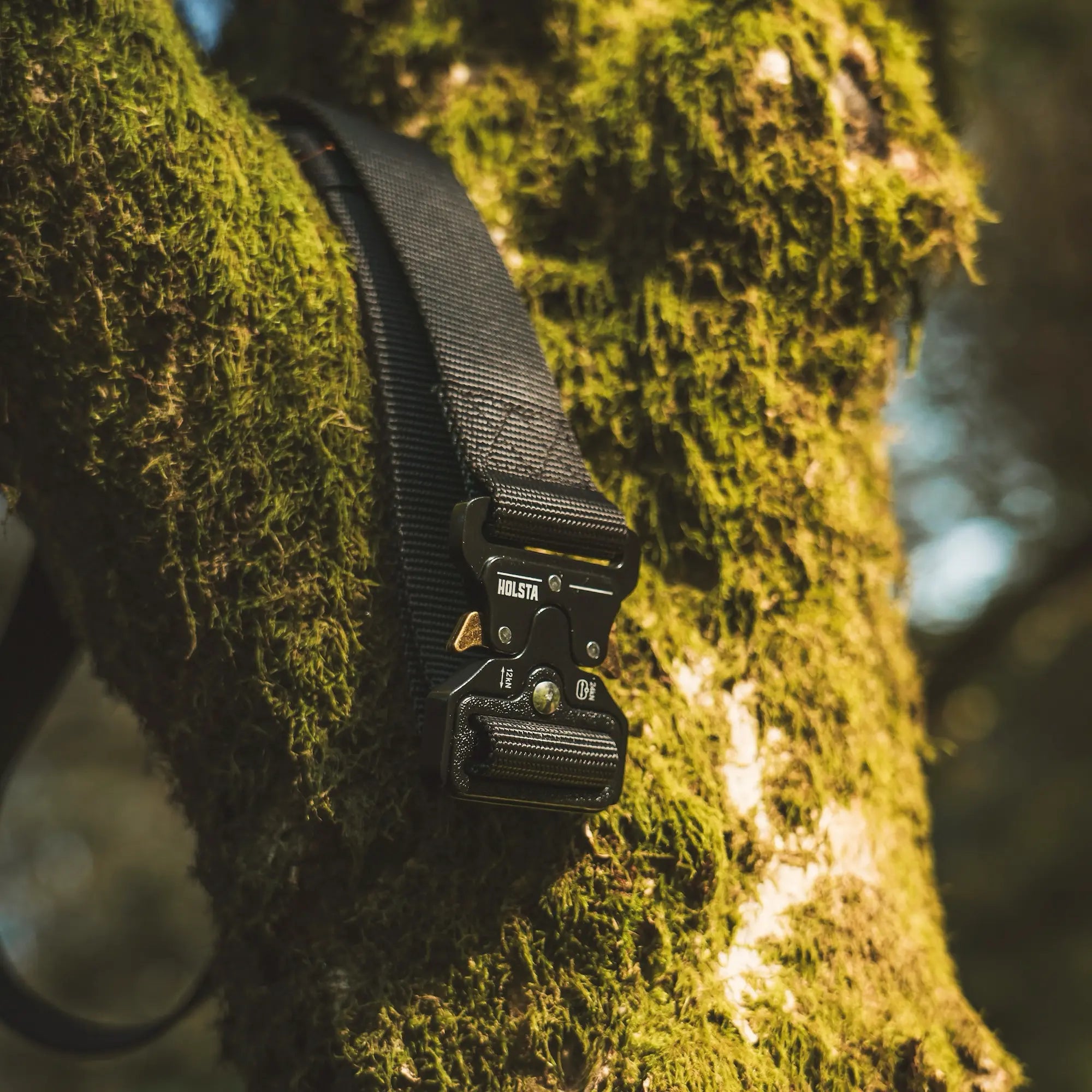 Black Holsta Belt hanging in the mossy branches of a tree